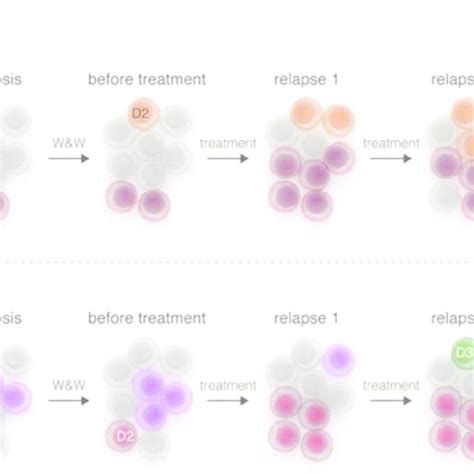 Clonal evolution in CLL. Potential routes by which clonal evolution may... | Download Scientific ...