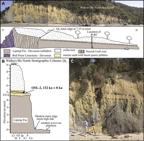 A) Composite photograph and line drawing of the Walkerville North sea... | Download Scientific ...