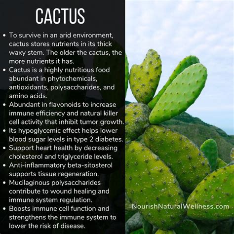 Discover the power of Cactus for your immune system and health. # ...