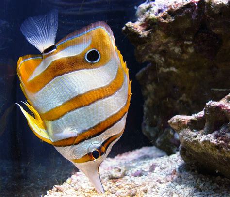 copperband-butterflyfish-586255_1920 – The Wild Life