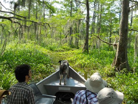 Louisiana Swamp Tour Information: Lafayette, Louisiana Swamp Tours