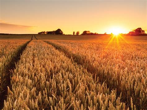 Perennial grain crops in Manitoba are one step closer