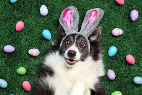 Dog Easter Egg Hunt, Austin TX - Apr 13, 2019 - 2:00 PM