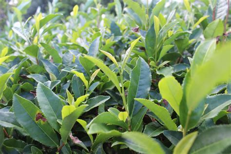 Introduction To The Tea Plant - Camellia Sinensis — Leaf Logic Wellness Tea