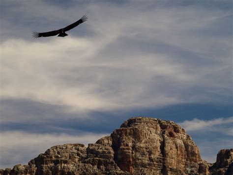 grand canyon condor | john | Flickr