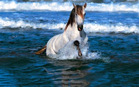 HD Horse in water Wallpaper | Download Free - 143683