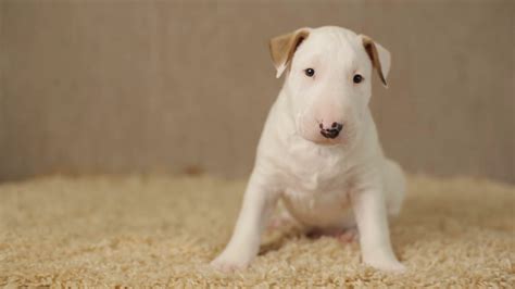 White Puppy Of Bull Terrier Stock Footage SBV-315194356 - Storyblocks