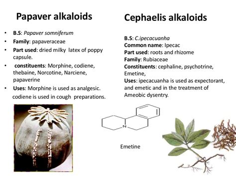 Biosynthetic classification of alkaloids