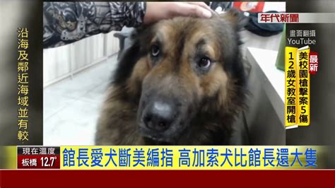 館長愛犬斷美編指 高加索犬比館長還大隻 - YouTube