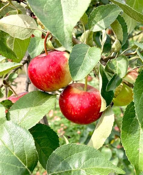 Premium Photo | Red apples on tree