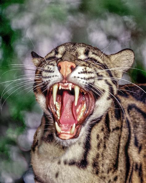 Clouded leopard - Jim Zuckerman photography & photo tours