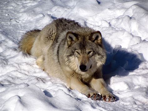 Eastern Wolf Facts - Information about the Eastern Wolf