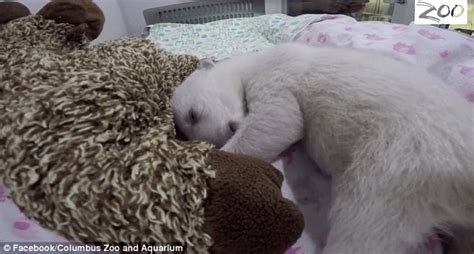 The cutest polar bear cub EVER: Snoring, fidgeting and napping next to her favorite teddy - five ...