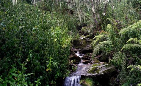 Rwenzori Mountains National Park — Exclusive Uganda Safaris