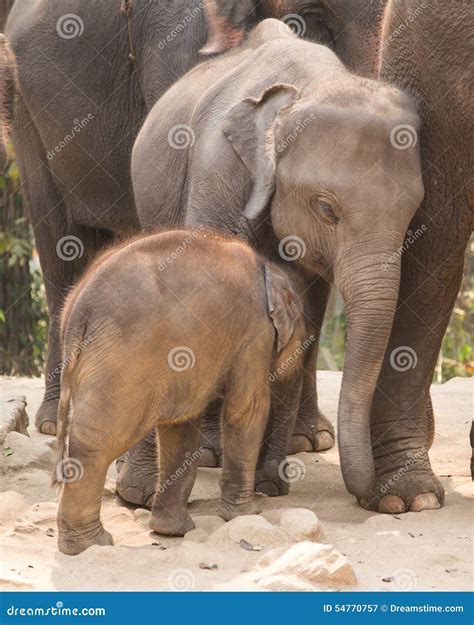 Cuddly baby elephant stock image. Image of love, world - 54770757