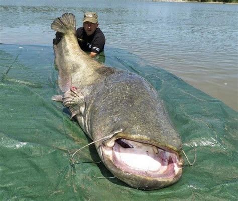 Huge 260 lb catfish caught in Italy. How do you even catch a beast like ...