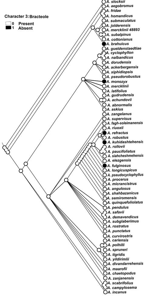 Evolutionary history of character 3 (Bracteole) mapped on the Bayesian ...