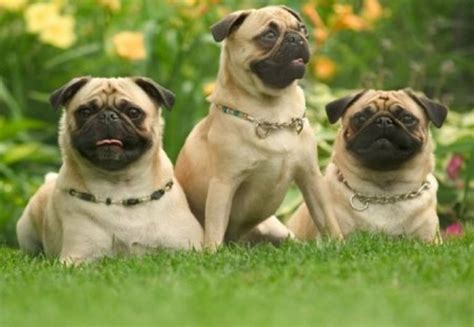 Pug Dog Breed Information, Images, Characteristics, Health