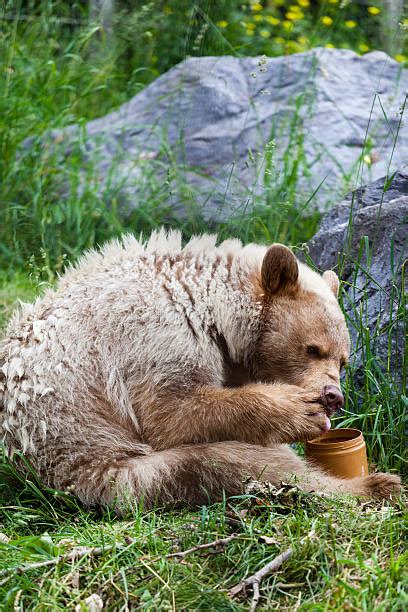 Bear Eating Honey Stock Photos, Pictures & Royalty-Free Images - iStock