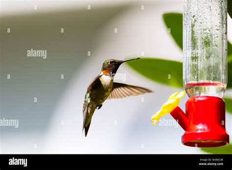 Male Ruby-Throated Hummingbird feeding at backyard red and yellow ...