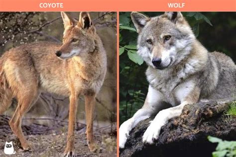 Differences Between Coyote and Wolf - Appearance, Behavior, Diet, and ...