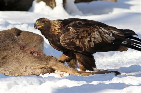 Nearly half of bald eagles have lead poisoning | Science | AAAS