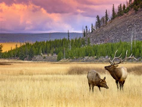 20 Amazing Wildlife Photos in Yellowstone National Park Yellowstone ...