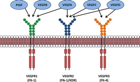 VEGFR 2 Signaling Pathway