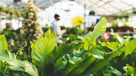 IN THE GREENHOUSE - Blog- Mahoney's Garden Center