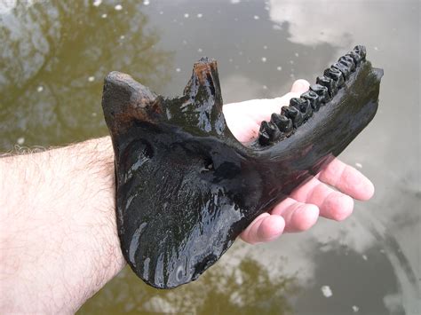 A fossil Tarpir (Tapirus veroensis) mandible | Fossils, Fossil, Peace river