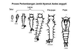 Penyuluhan Sarang Nyamuk - Berita