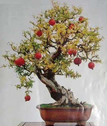 Popular Bonsai Pomegranate Tree-Buy Cheap Bonsai Pomegranate Tree lots from China Bonsai ...