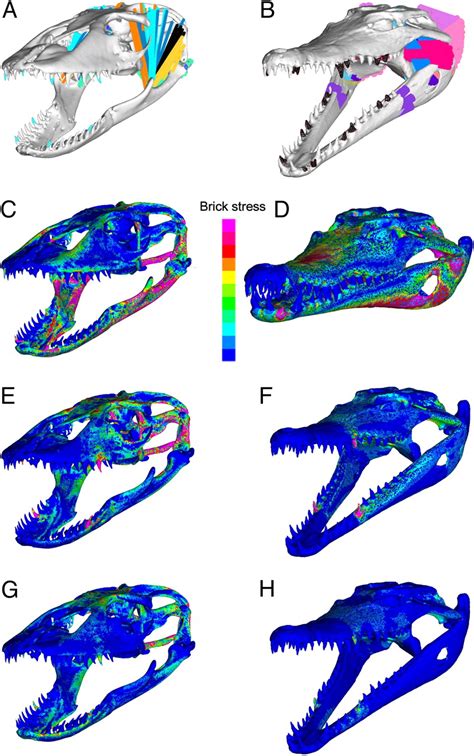 Komodo Dragon Venom Glands