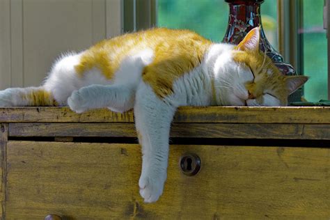 Domestic Cat Napping Photograph by Michael Gadomski - Fine Art America