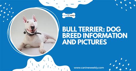 Bull Terrier: Dog Breed Information and Pictures