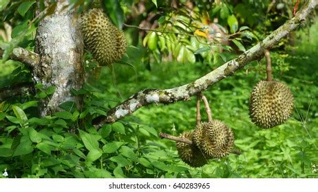 Durian Farm Stock Photo 640283965 | Shutterstock