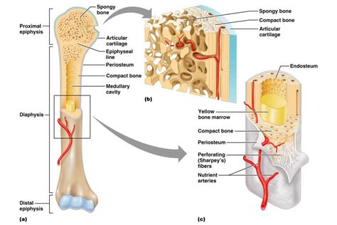 Bone Physiology Diagram | Quizlet