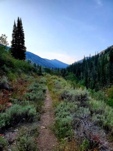 Best Camping Trails in Jarbidge | AllTrails