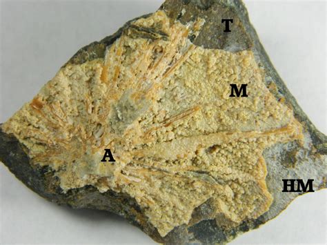 CSMS GEOLOGY POST: MORE SERPENTINE!