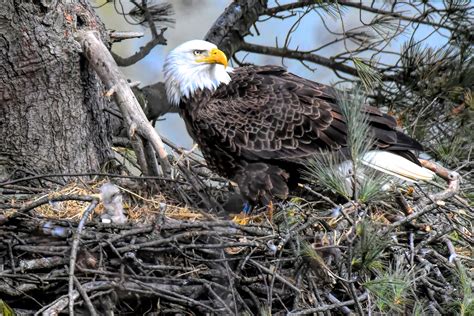 Bald eagle nesting season wraps up as bird of prey makes comeback | News, Sports, Jobs ...