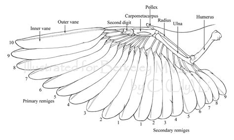 flamingo anatomy - Поиск в Google | Фотографии