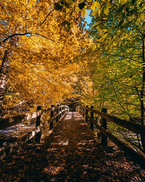 Photos of Fall Colors in Rock Creek Park (DC Foliage Guide)