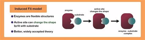 Active Site - The Definitive Guide | Biology Dictionary