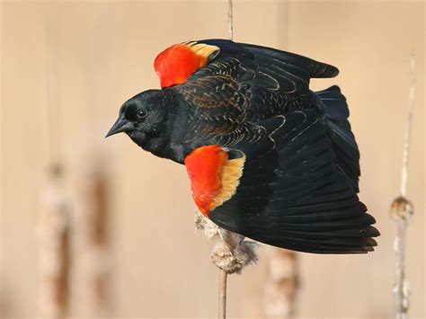 Red-winged Blackbird - NestWatch