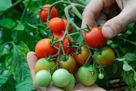 Ripen late tomatoes (in pictures) - gardenersworld.com