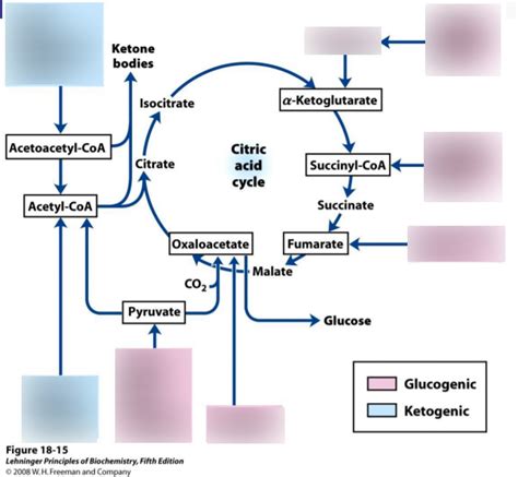 Amino Acid Catabolism Diagram | Quizlet