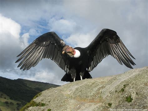 Interesting facts about vultures | Just Fun Facts