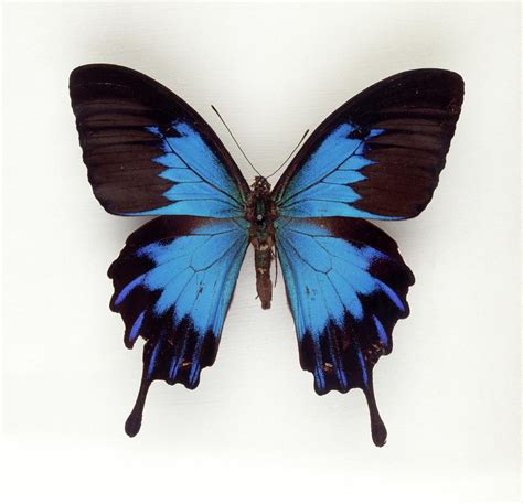 Mountain Blue Swallowtail Butterfly Photograph by Natural History Museum, London/science Photo ...