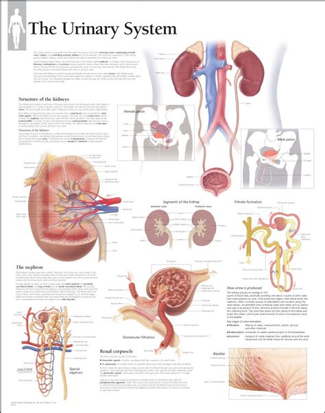 Male Urinary System Diagram Labeled Urinary System