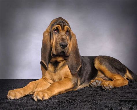 Bloodhound Dog Breed » Information, Pictures, & More